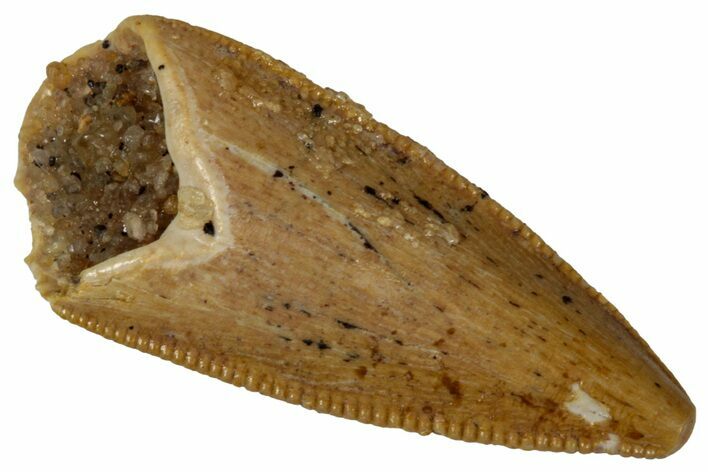 Serrated, Raptor Premaxillary Tooth - Real Dinosaur Tooth #353360